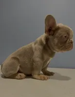 Romeo, a male French Bulldog for sale in Plano, IL – 2 of 4