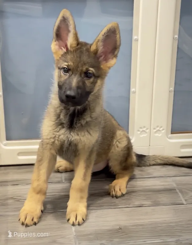 Betty – German Shepherd Dog puppy for sale in Plano, IL
