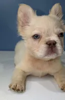 Milo, a male French Bulldog for sale in Plano, IL – 4 of 4