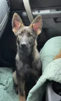 Jazmine , a female German Shepherd Dog for sale in Plano, IL – 3 of 3