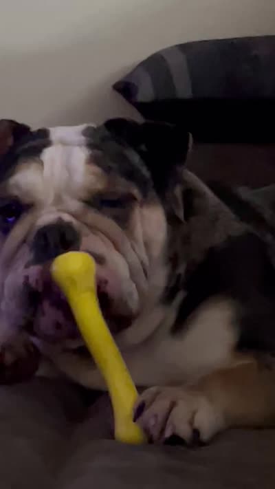 Mika & Clyde unborn litter, a  English Bulldog for sale in Palm Coast, FL – 3 of 3