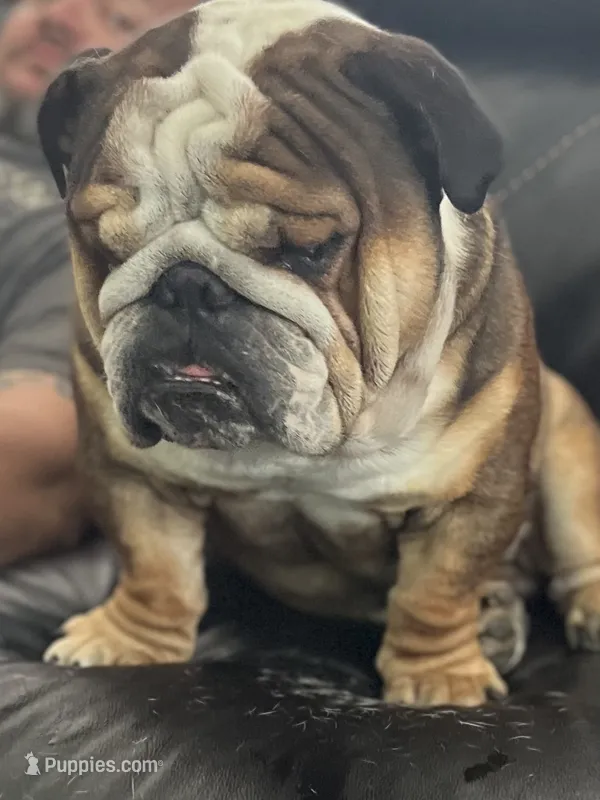 Mika & Clyde unborn litter – English Bulldog puppy for sale in Palm Coast, FL