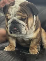 Mika & Clyde unborn litter, a  English Bulldog for sale in Palm Coast, FL – 1 of 3