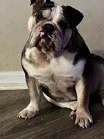 Mika & Clyde unborn litter, a  English Bulldog for sale in Palm Coast, FL – 2 of 3