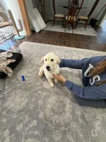 Jude, a male English Cream Golden Retriever for sale in Baton Rouge, LA – 2 of 3