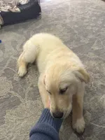 Jude, a male English Cream Golden Retriever for sale in Baton Rouge, LA – 1 of 3