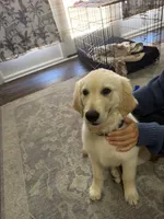 Jude, a male English Cream Golden Retriever for sale in Baton Rouge, LA – 3 of 3