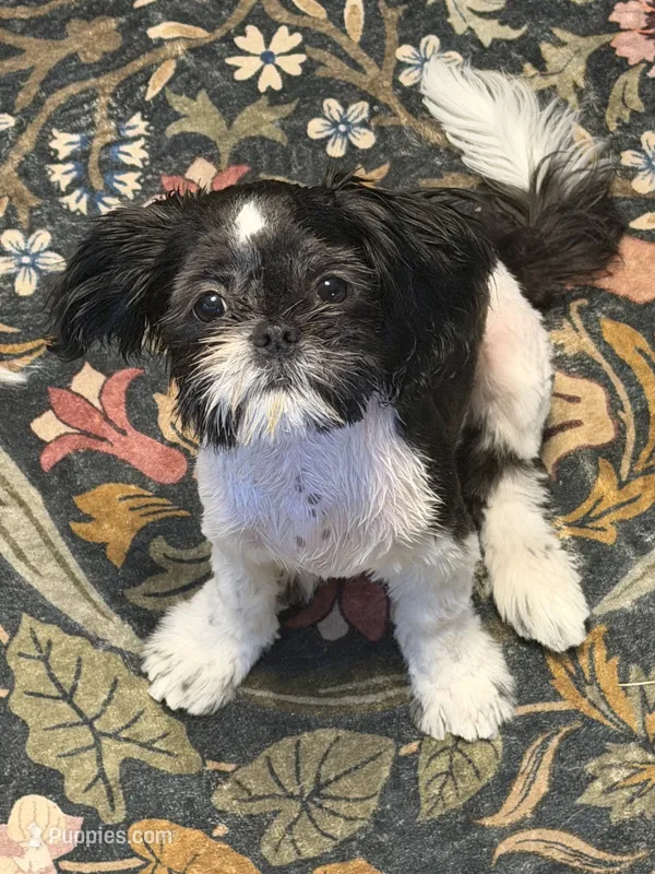 Gilly – Shih Tzu puppy for sale in Oak Harbor, WA