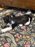 Gilly, a male Shih Tzu for sale in Oak Harbor, WA – 2 of 3