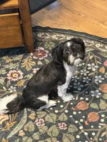 Gilly, a male Shih Tzu for sale in Oak Harbor, WA – 3 of 3