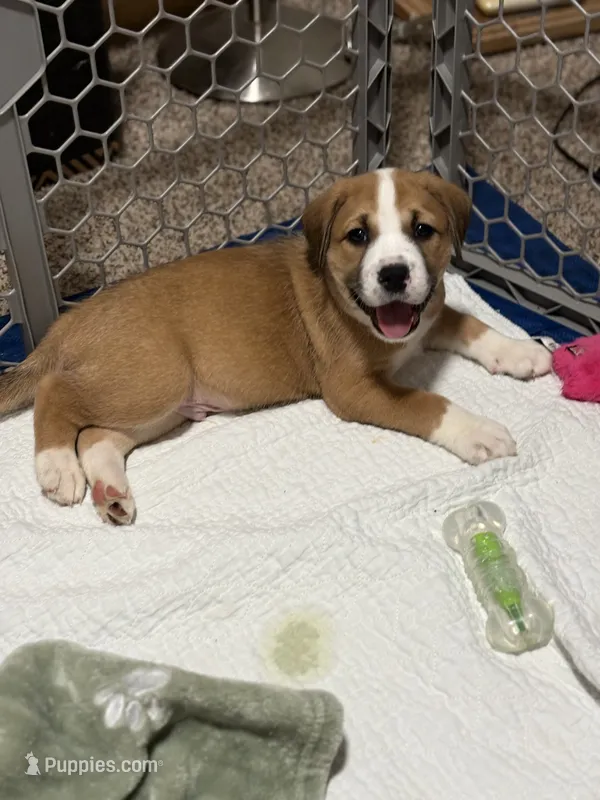 Hercules – Australian Shepherd, American Bully puppy for sale in Cedar Rapids, IA