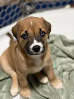 Luna, a female American Bully for sale in Cedar Rapids, IA – 5 of 5