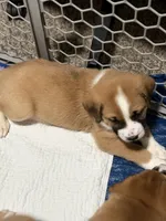Tank, a male Australian Shepherd and American Bully for sale in Cedar Rapids, IA – 1 of 2