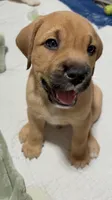 Rocky, a male Australian Shepherd and American Bully for sale in Cedar Rapids, IA – 2 of 2