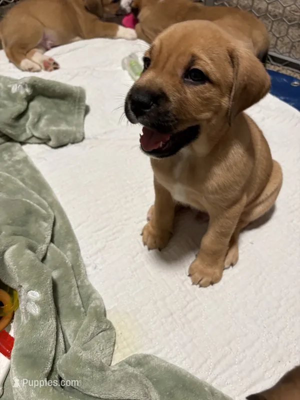 Rocky – Australian Shepherd, American Bully puppy for sale in Cedar Rapids, IA