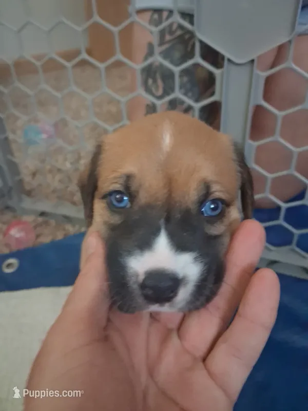 Luna – American Bully puppy for sale in Cedar Rapids, IA