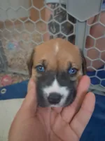 Luna, a female American Bully for sale in Cedar Rapids, IA – 1 of 5