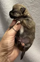 Akc fawn smoothcoat, a male Chihuahua for sale in Meadville, PA – 3 of 6