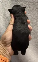 AKC Black Smoothcoat, a male Chihuahua for sale in Meadville, PA – 3 of 5