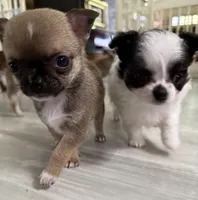 Akc 4lb, a male Chihuahua for sale in Meadville, PA – 3 of 4
