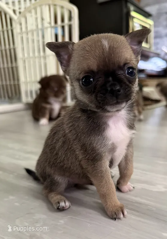 Akc 4lb – Chihuahua puppy for sale in Meadville, PA