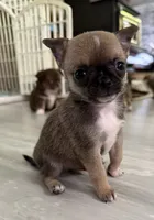 Akc 4lb, a male Chihuahua for sale in Meadville, PA – 1 of 4