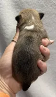 Akc Sable Smoothcoat, a male Chihuahua for sale in Meadville, PA – 4 of 4