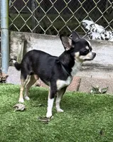 Marco AKC Stud, a male Chihuahua for sale in Meadville, PA – 6 of 7