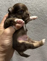 Chocolate longcoat, a male Chihuahua for sale in Meadville, PA – 4 of 4