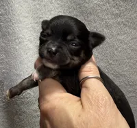AKC Black Smoothcoat, a male Chihuahua for sale in Meadville, PA – 2 of 5