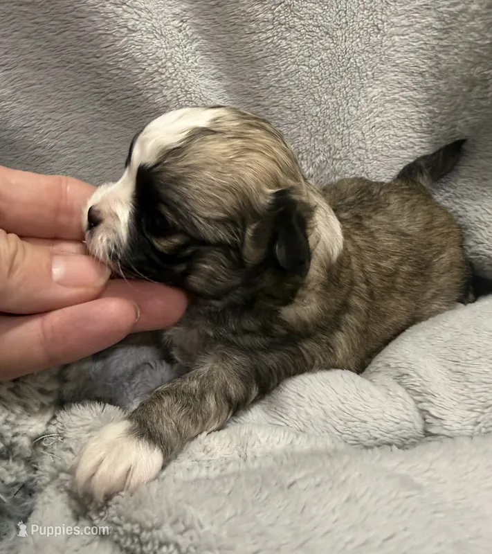 Red fawn Longcoat – Chihuahua puppy for sale in Meadville, PA