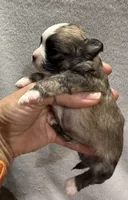 Red fawn Longcoat, a male Chihuahua for sale in Meadville, PA – 2 of 5