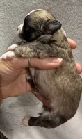 Red fawn Longcoat, a male Chihuahua for sale in Meadville, PA – 3 of 5