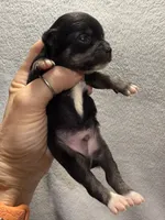 AKC Black Smoothcoat, a male Chihuahua for sale in Meadville, PA – 5 of 5