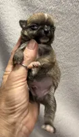 Akc fawn smoothcoat, a male Chihuahua for sale in Meadville, PA – 6 of 6