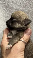 Akc fawn smoothcoat, a male Chihuahua for sale in Meadville, PA – 5 of 6