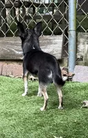 Marco AKC Stud, a male Chihuahua for sale in Meadville, PA – 4 of 7