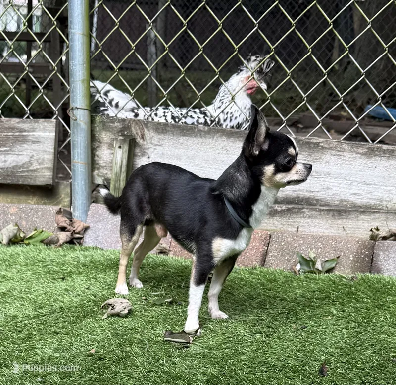 Marco AKC Stud – Chihuahua puppy for sale in Meadville, PA