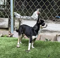 Marco AKC Stud, a male Chihuahua for sale in Meadville, PA – 1 of 7