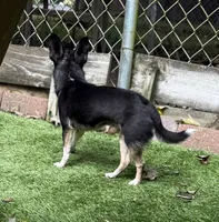 Marco AKC Stud, a male Chihuahua for sale in Meadville, PA – 3 of 7