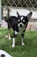 Marco AKC Stud, a male Chihuahua for sale in Meadville, PA – 2 of 7