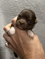 Chocolate longcoat, a male Chihuahua for sale in Meadville, PA – 3 of 4