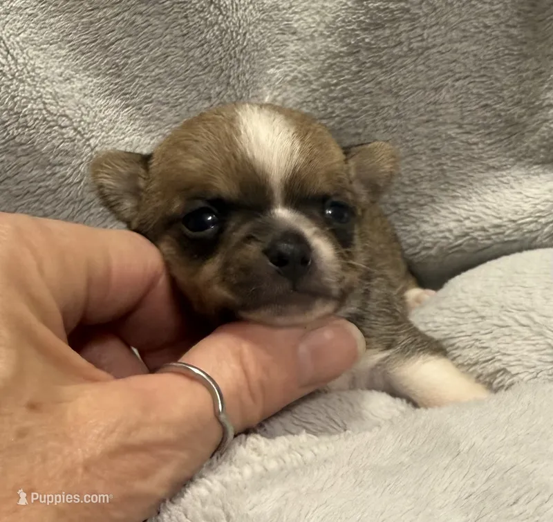 Akc Sable Smoothcoat – Chihuahua puppy for sale in Meadville, PA