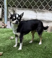 Marco AKC Stud, a male Chihuahua for sale in Meadville, PA – 7 of 7