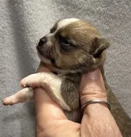 Akc Sable Smoothcoat, a male Chihuahua for sale in Meadville, PA – 1 of 4