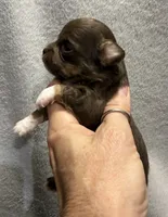 Chocolate longcoat, a male Chihuahua for sale in Meadville, PA – 2 of 4