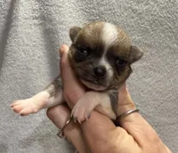 Akc Sable Smoothcoat, a male Chihuahua for sale in Meadville, PA – 2 of 4