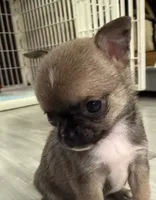 Akc 4lb, a male Chihuahua for sale in Meadville, PA – 2 of 4