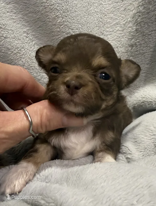 Chocolate longcoat – Chihuahua puppy for sale in Meadville, PA