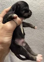 AKC Black Smoothcoat, a male Chihuahua for sale in Meadville, PA – 4 of 5